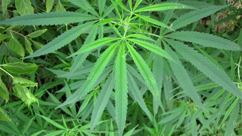 Cây Gai dầu. Cannabis sativa L. subsp. satica. - Cây Thuốc Nam Quanh Ta